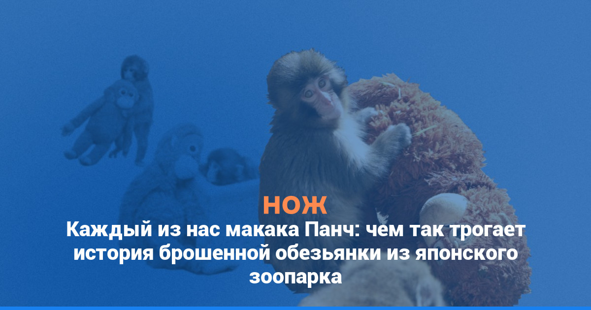Каждый из нас — макака Панч: чем так трогает история брошенной обезьянки из японского зоопарка