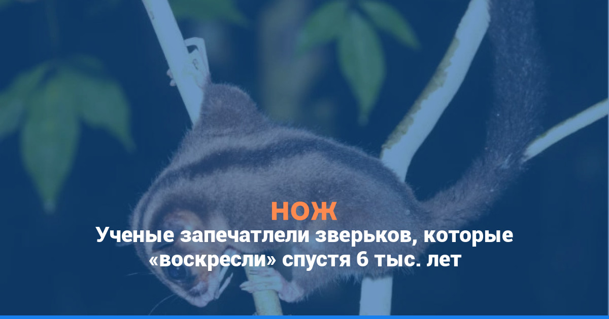 Ученые запечатлели зверьков, которые «воскресли» спустя 6 тыс. лет