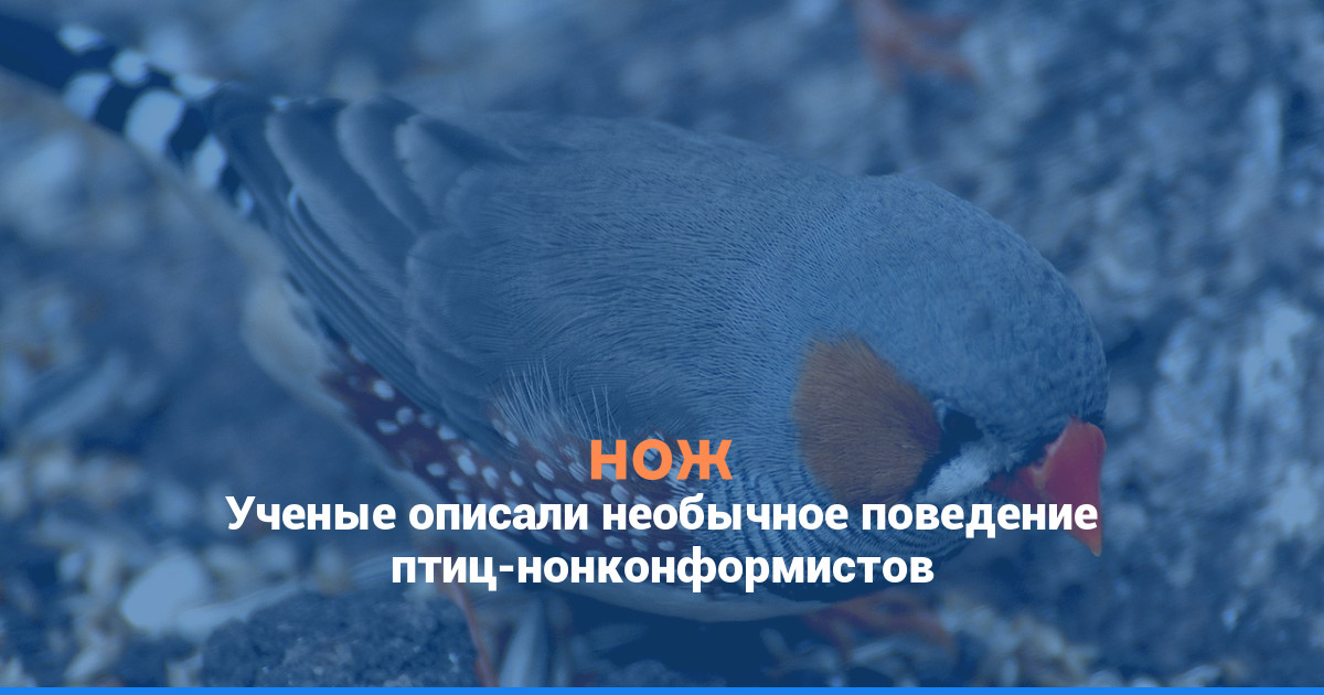Ученые описали необычное поведение птиц-нонконформистов