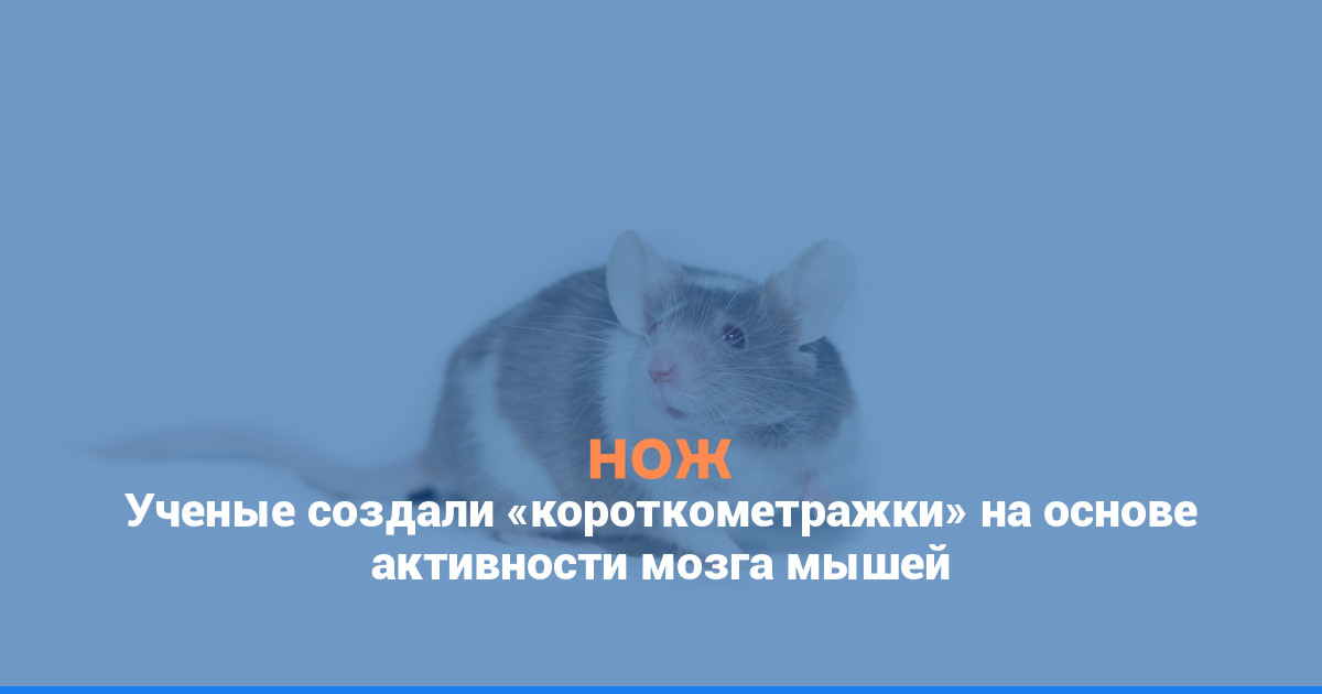 Ученые создали «короткометражки» на основе активности мозга мышей