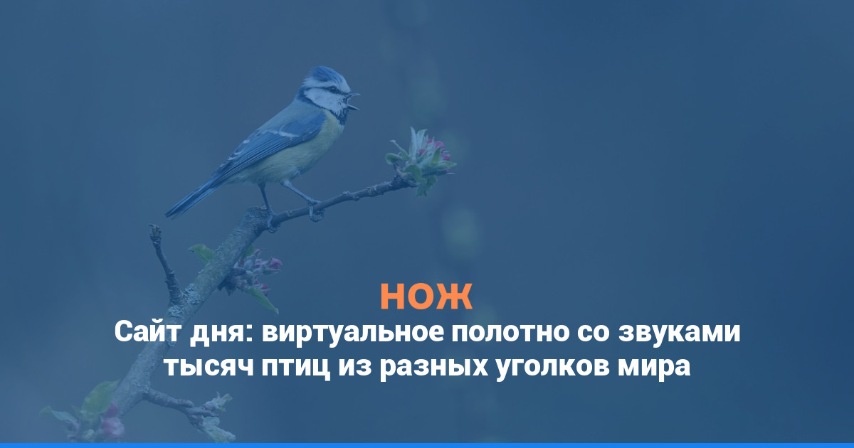 Сайт дня: виртуальное полотно со звуками тысяч птиц из разных уголков мира