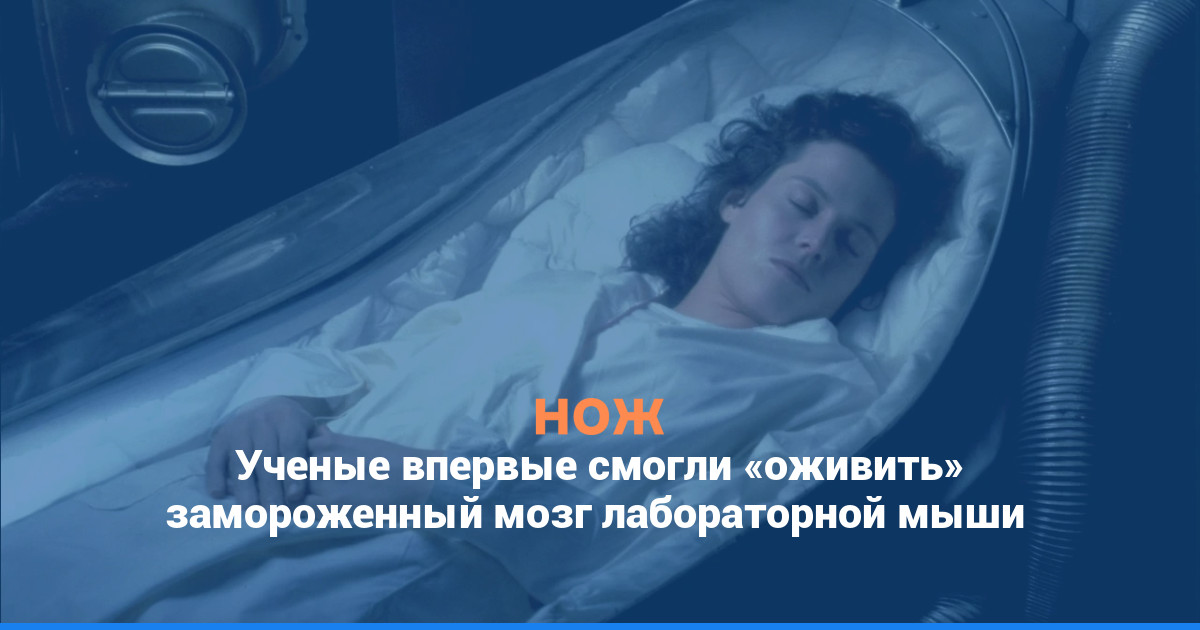 Ученые впервые смогли «оживить» замороженный мозг лабораторной мыши