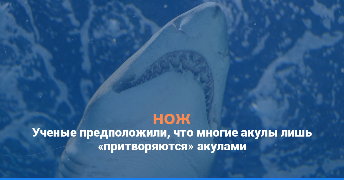 Ученые предположили, что многие акулы лишь «притворяются» акулами