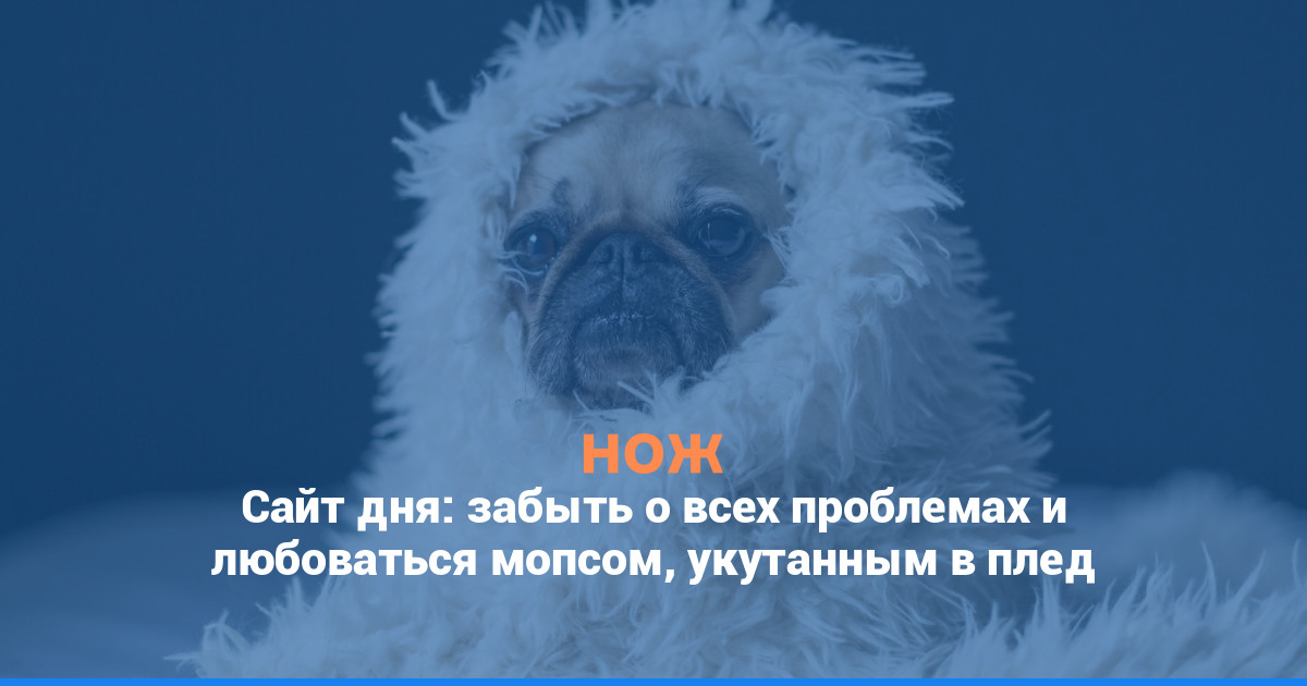 Сайт дня: забыть о всех проблемах и любоваться мопсом, укутанным в плед