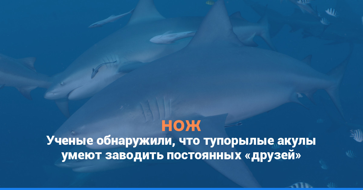 Ученые обнаружили, что тупорылые акулы умеют заводить постоянных «друзей»