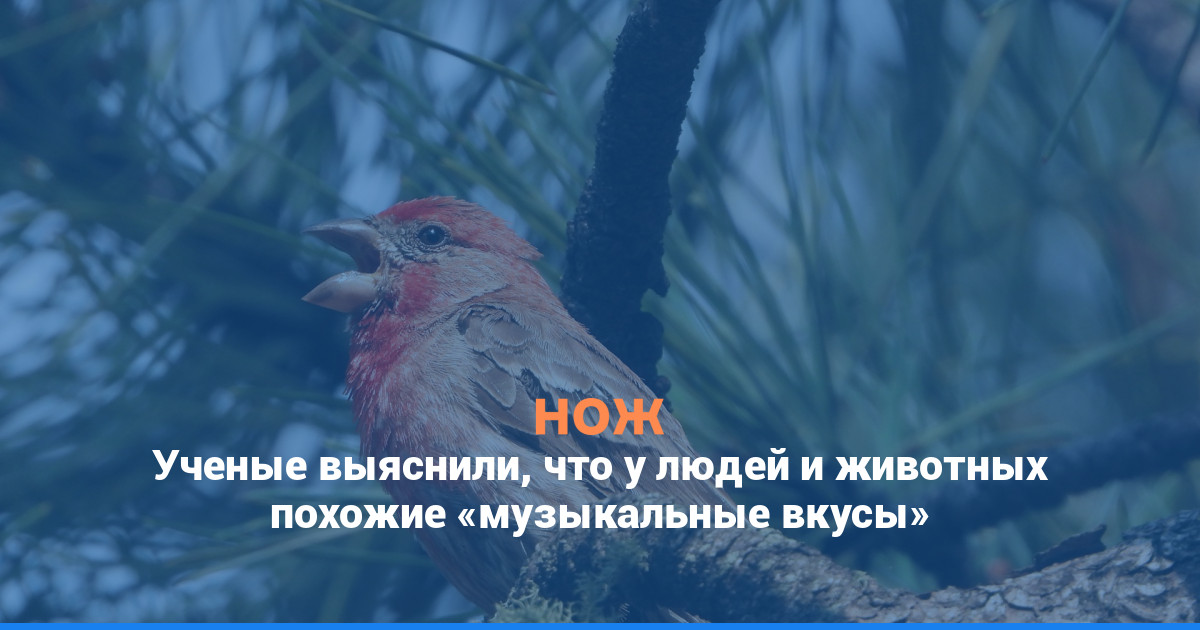 Ученые выяснили, что у людей и животных похожие «музыкальные вкусы»