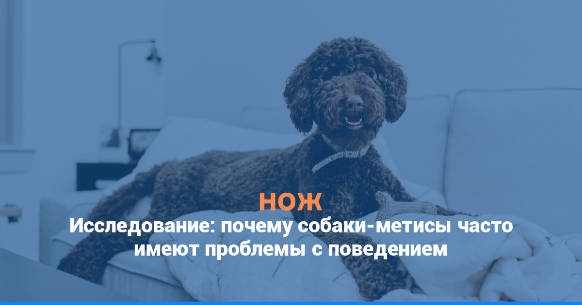 Исследование: почему собаки-метисы часто имеют проблемы с поведением