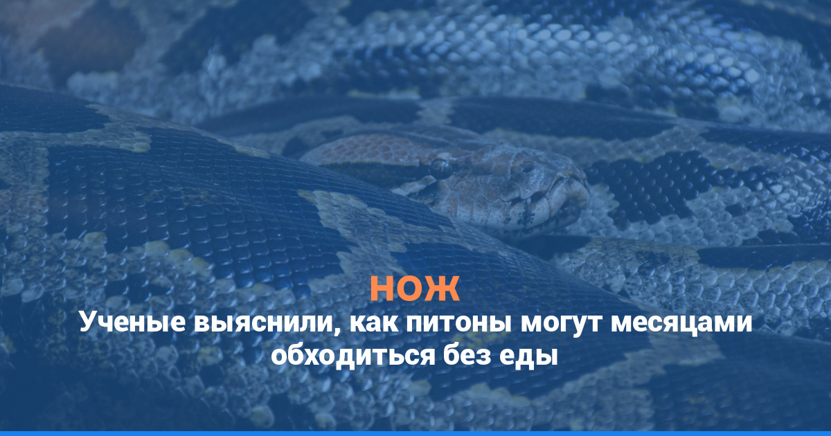 Ученые выяснили, как питоны могут месяцами обходиться без еды