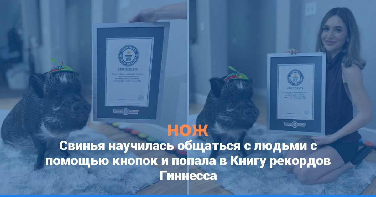 Свинья научилась общаться с людьми с помощью кнопок и попала в Книгу рекордов Гиннесса