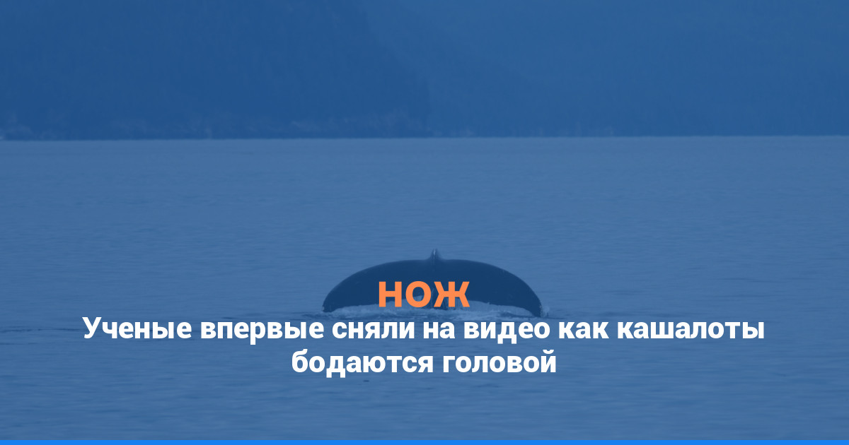 Ученые впервые сняли на видео как кашалоты бодаются головой