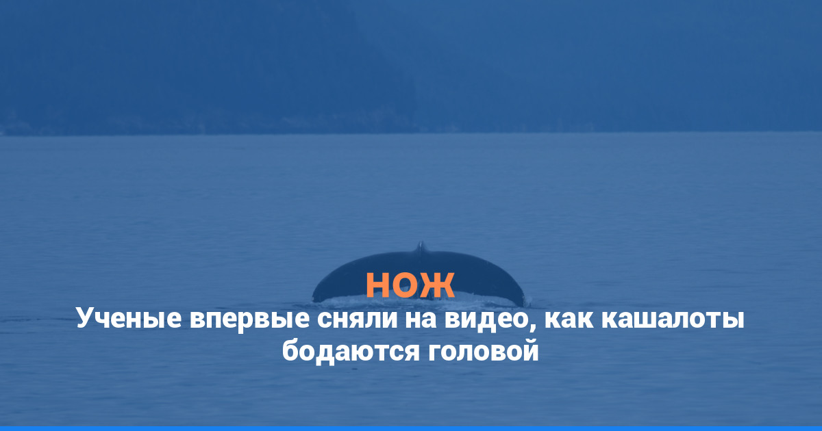 Ученые впервые сняли на видео, как кашалоты бодаются головой
