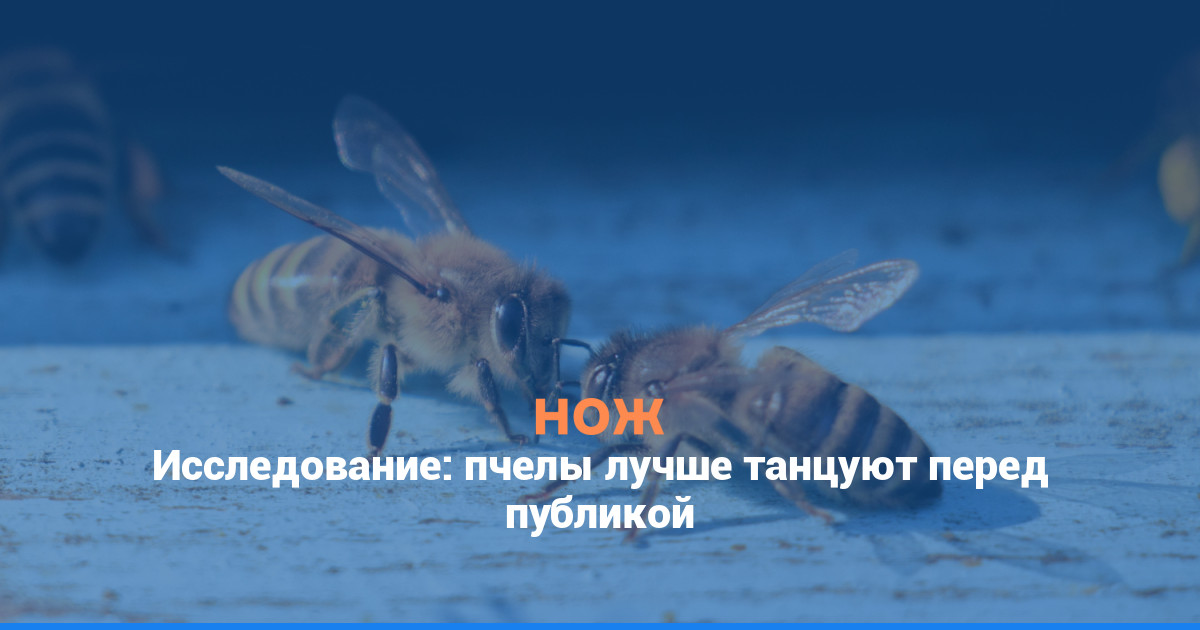 Исследование: пчелы лучше танцуют перед публикой
