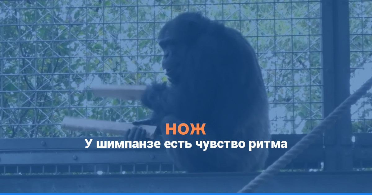 У шимпанзе есть чувство ритма