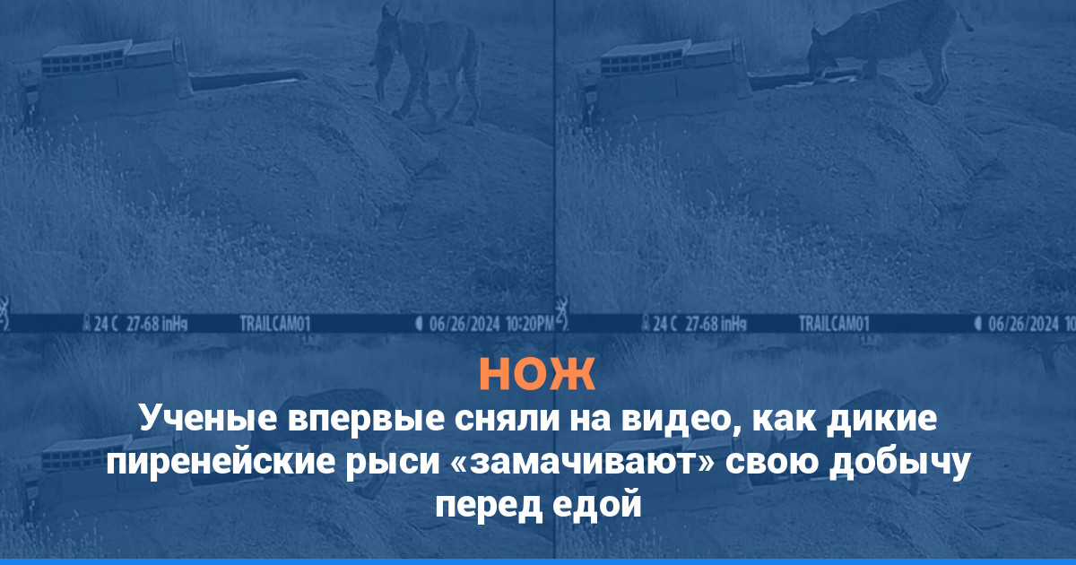 Ученые впервые сняли на видео, как дикие пиренейские рыси «замачивают» свою добычу перед едой