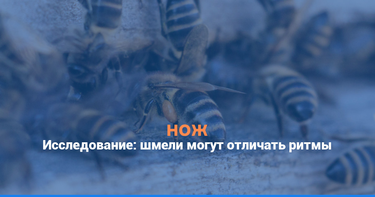 Исследование: шмели могут отличать ритмы