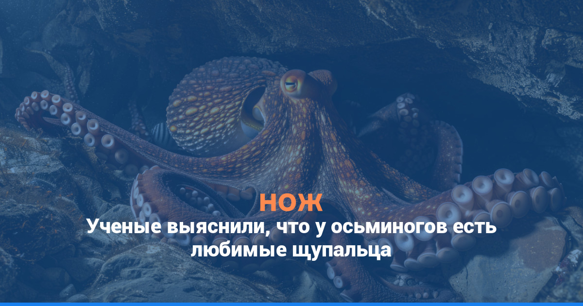 Ученые выяснили, что у осьминогов есть любимое щупальце