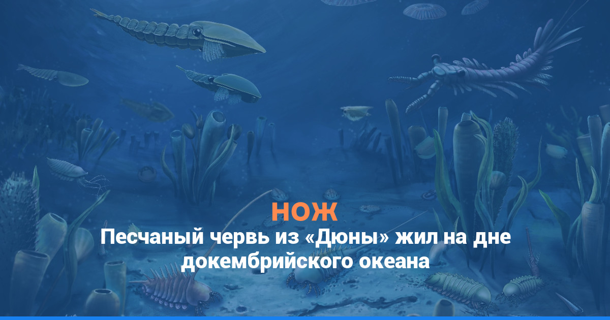 Песчаный червь из «Дюны» жил на дне докембрийского океана