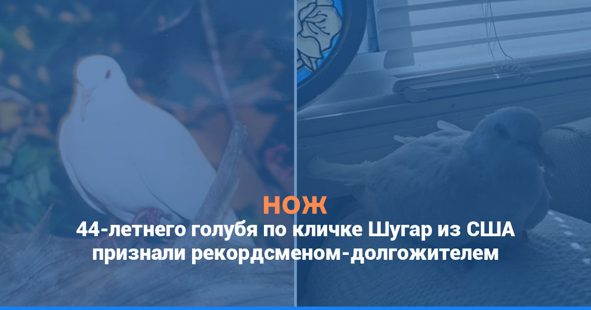 44-летнего голубя Шугара из США признали рекордсменом-долгожителем