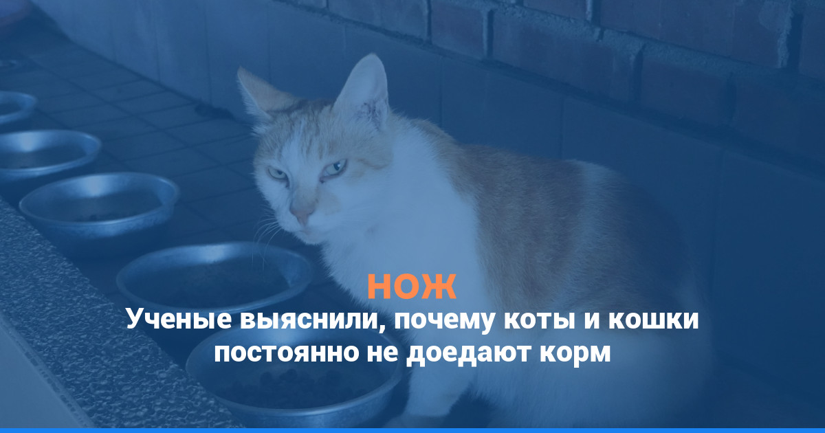 Ученые выяснили, почему коты и кошки постоянно не доедают корм