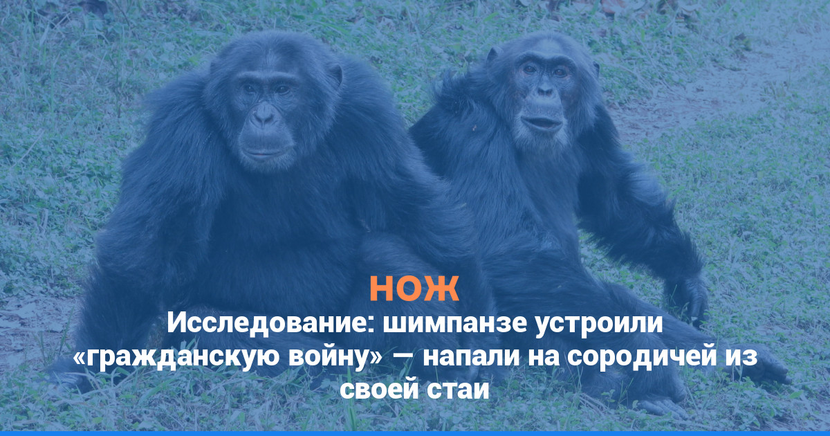 Исследование: шимпанзе устроили «гражданскую войну» — напали на сородичей из своей стаи