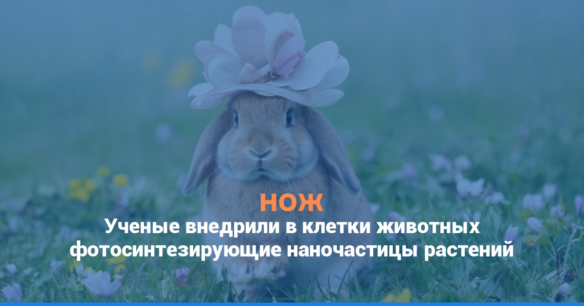 Ученые внедрили в клетки животных фотосинтезирующие наночастицы растений