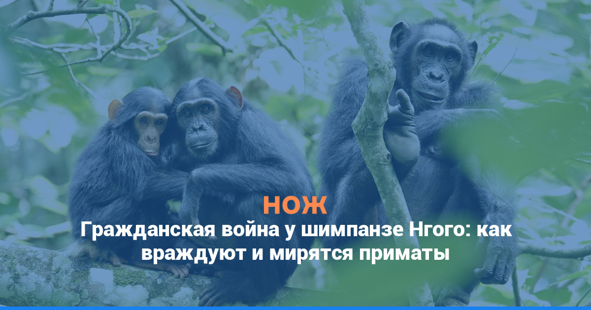 Гражданская война у шимпанзе Нгого: как враждуют и мирятся приматы