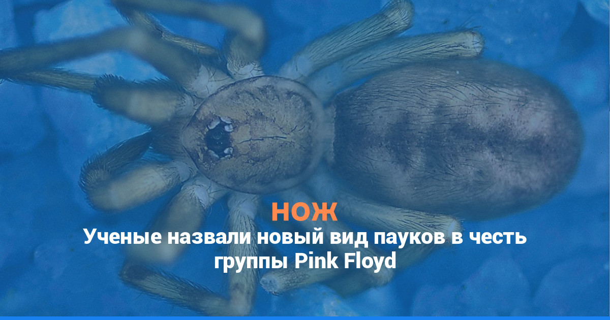 Ученые назвали новый вид пауков в честь группы Pink Floyd