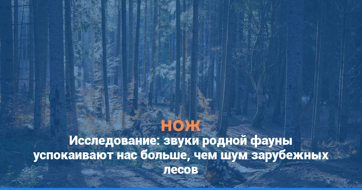 Исследование: звуки родной фауны успокаивают нас больше, чем шум зарубежных лесов