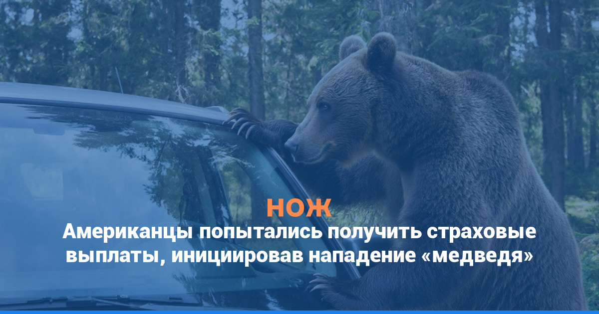 Американцы попытались получить страховые выплаты, инициировав нападение «медведя»