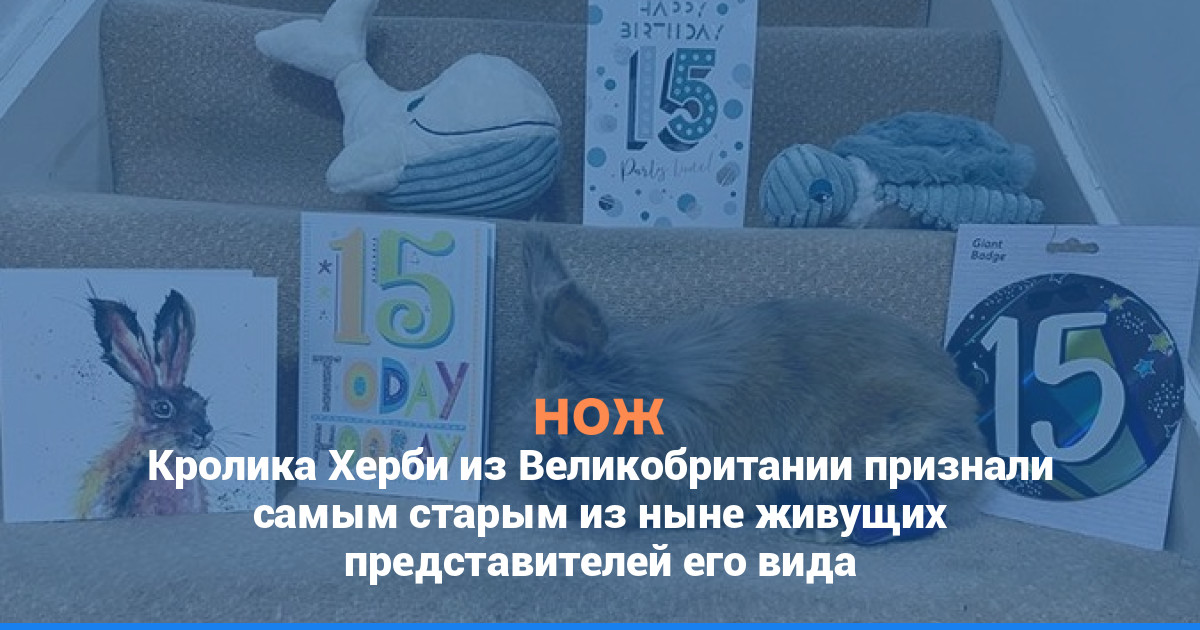 Кролика Херби из Великобритании признали самым старым из ныне живущих представителей его вида