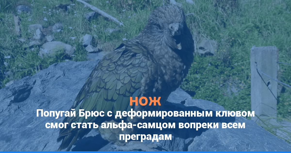Попугай Брюс с деформированным клювом смог стать альфа-самцом, вопреки всем преградам