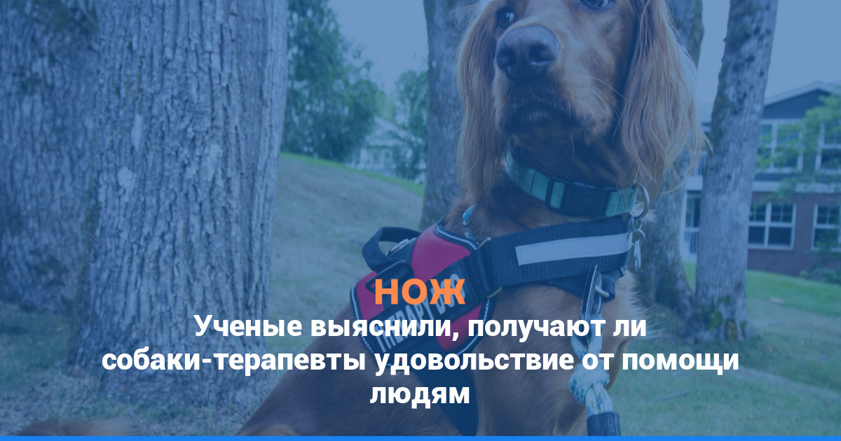 Ученые выяснили, получают ли собаки-терапевты удовольствие от помощи людям