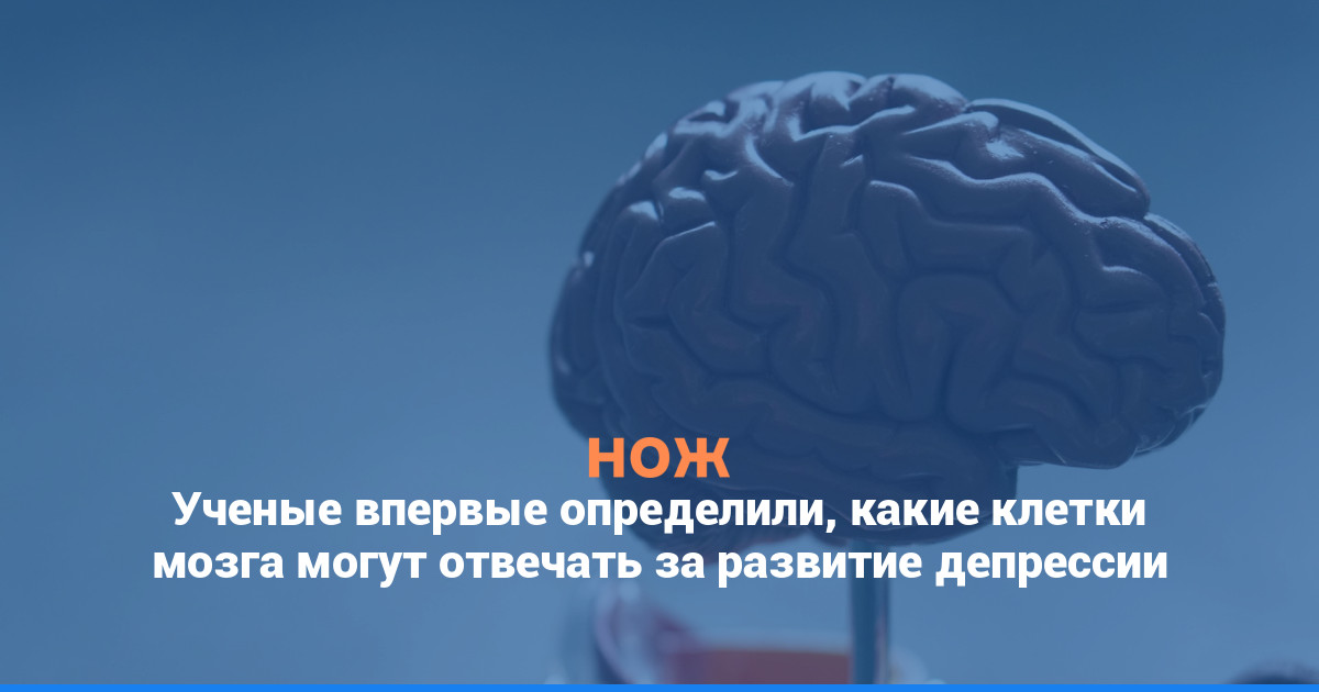 Ученые впервые определили, какие клетки мозга могут отвечать за развитие депрессии