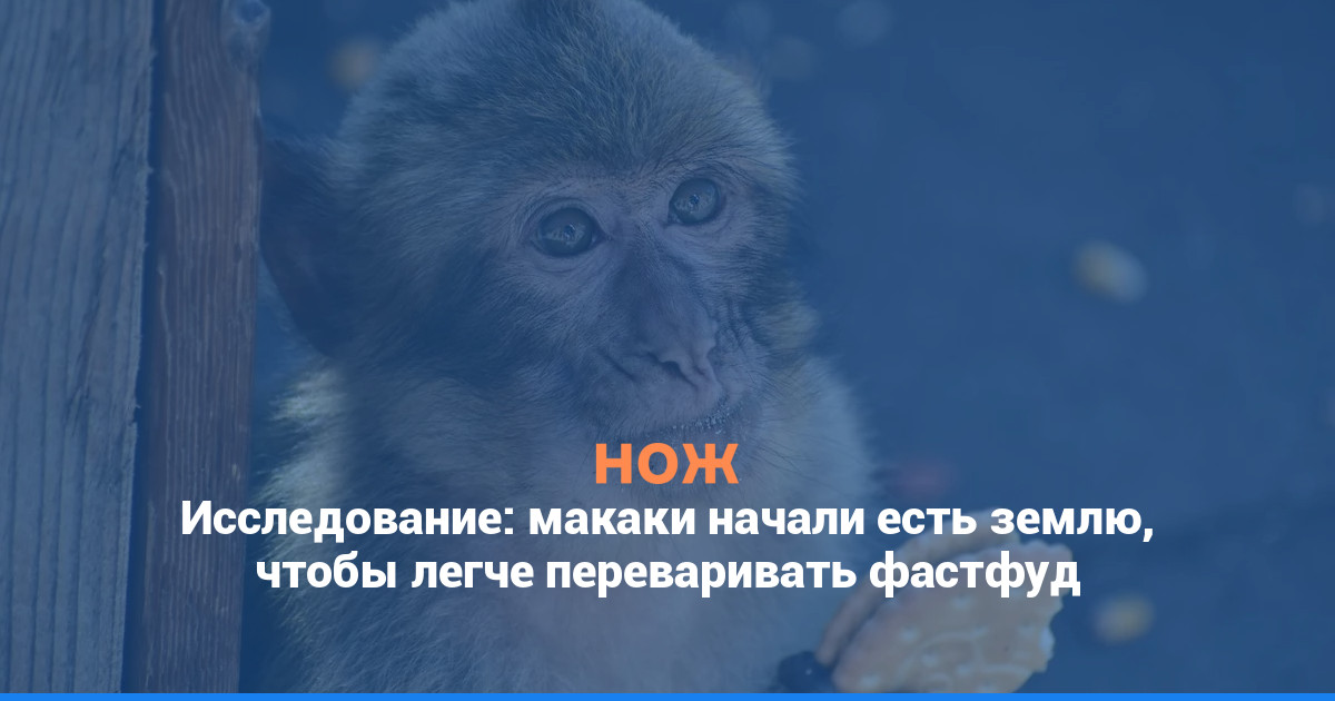 Исследование: макаки начали есть землю, чтобы легче переваривать фастфуд