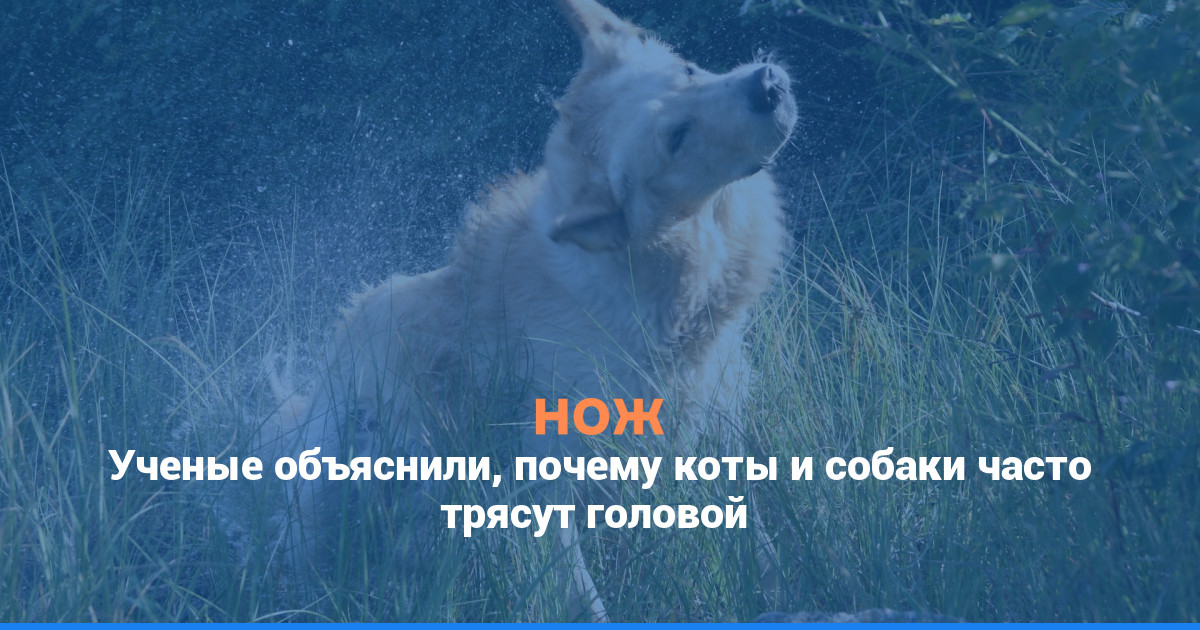 Ученые объяснили, почему коты и собаки часто трясут головой