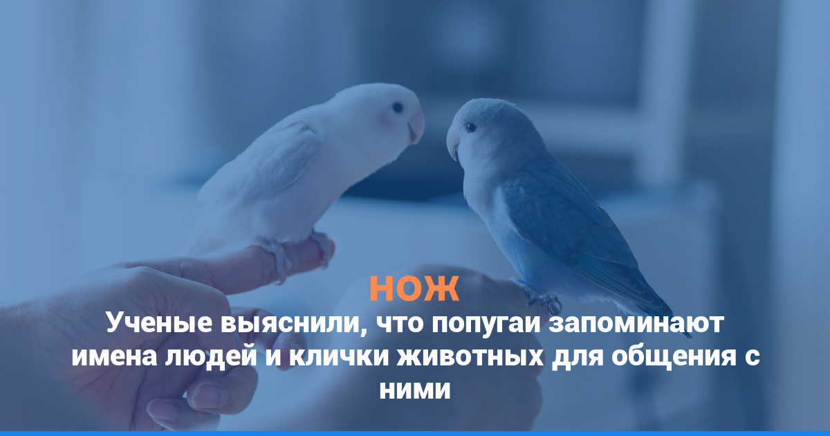 Ученые выяснили, что попугаи запоминают имена людей и клички животных для общения с ними