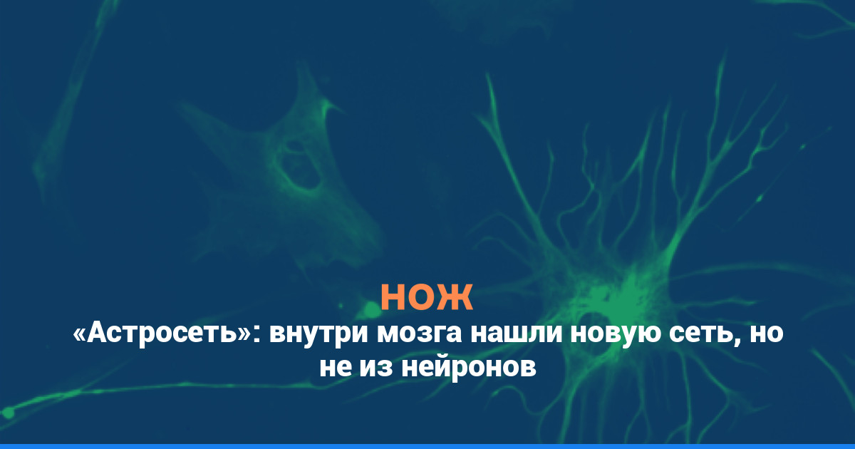 «Астросеть»: внутри мозга нашли новую сеть, но не из нейронов