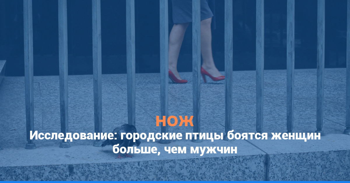 Исследование: городские птицы боятся женщин больше, чем мужчин