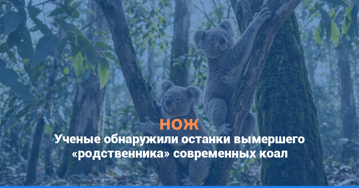 Ученые обнаружили останки вымершего «родственника» современных коал
