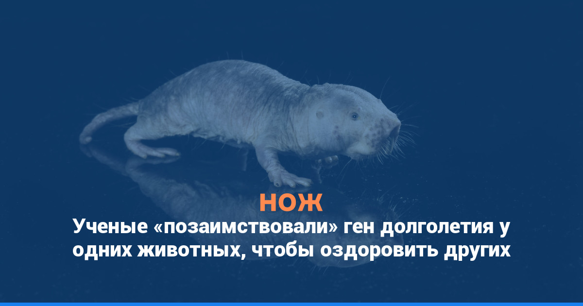 Ученые «позаимствовали» ген долголетия у одних животных, чтобы оздоровить других