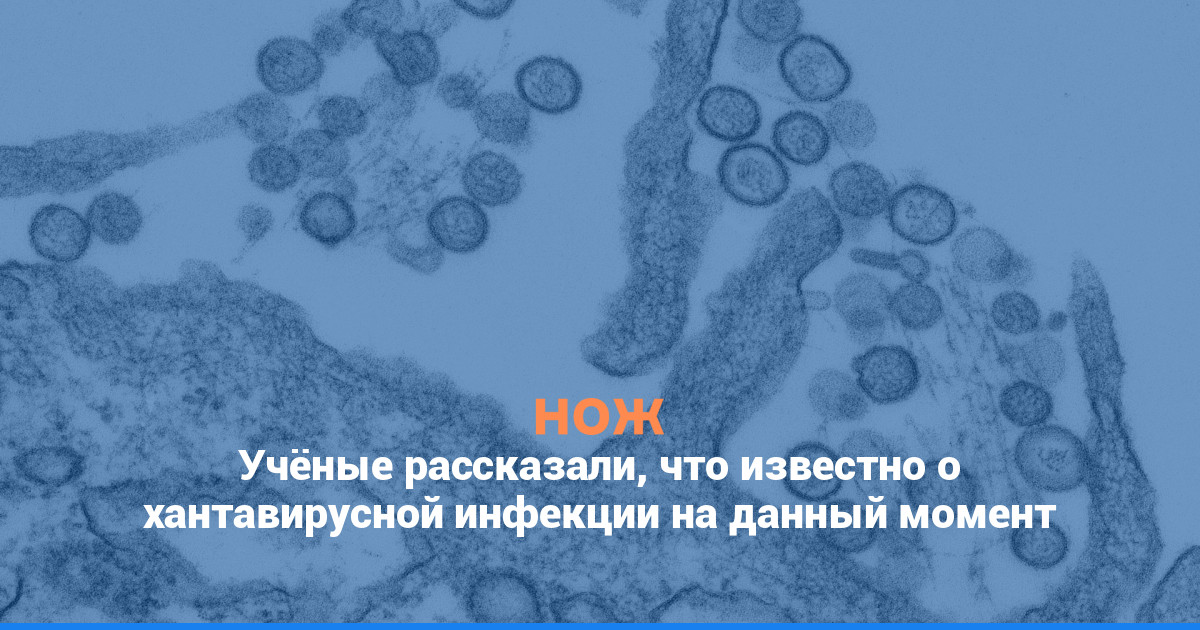 Учёные рассказали, что известно о хантавирусной инфекции на данный момент