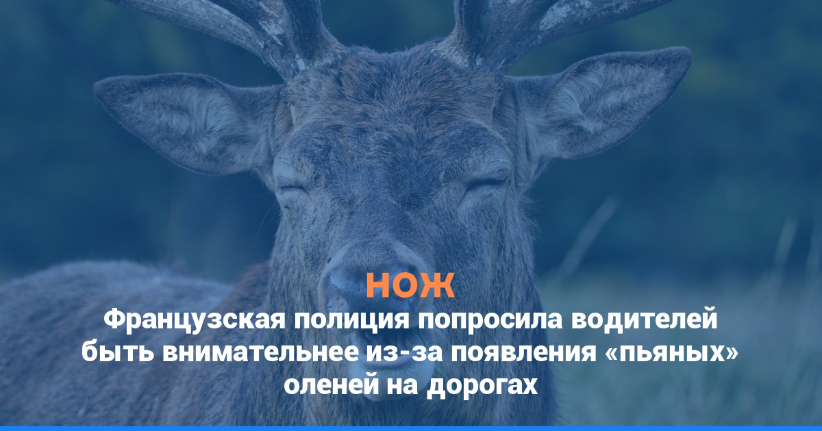 Французская полиция попросила водителей быть внимательнее из-за появления «пьяных» оленей на дорогах