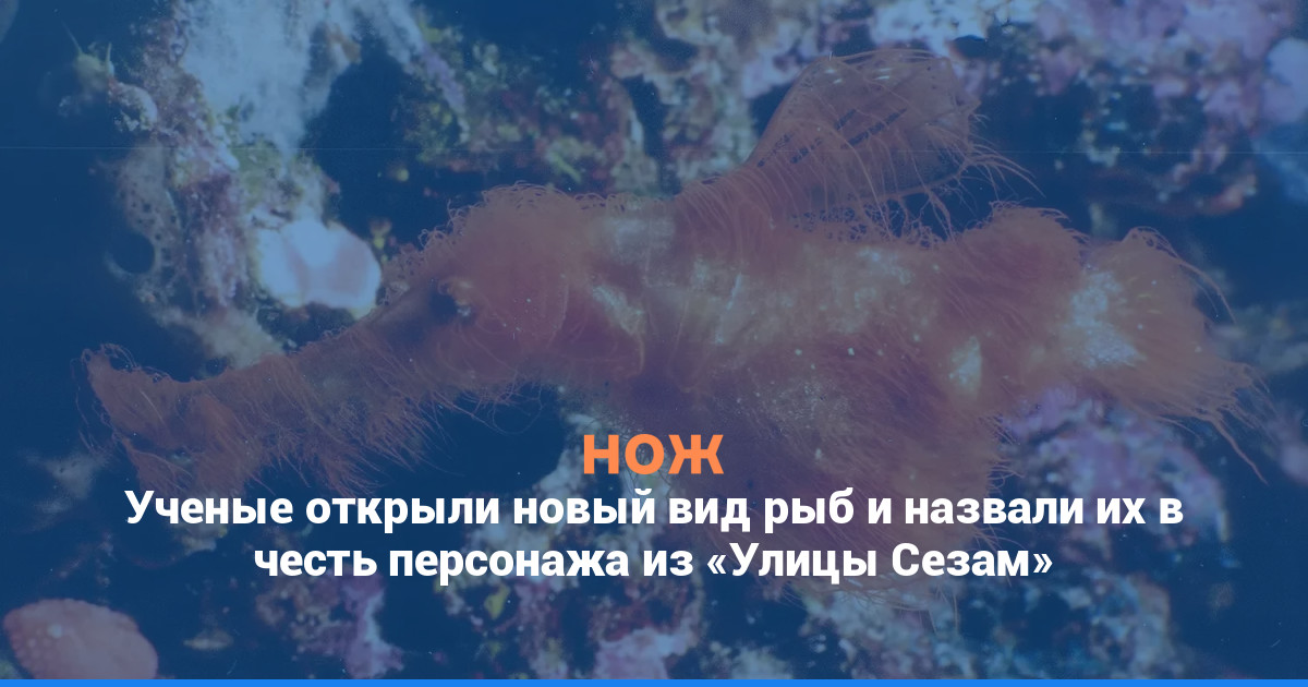 Ученые открыли новый вид рыб и назвали их в честь персонажа из «Улицы Сезам»