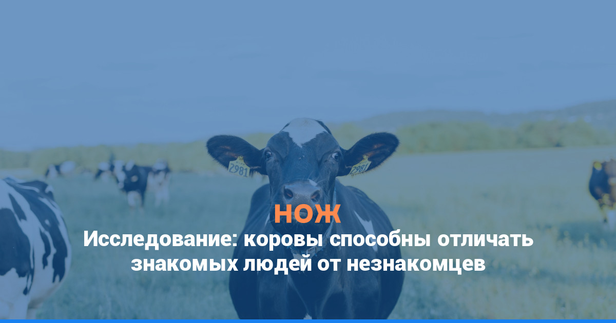 Исследование: коровы способны отличать знакомых людей от незнакомцев