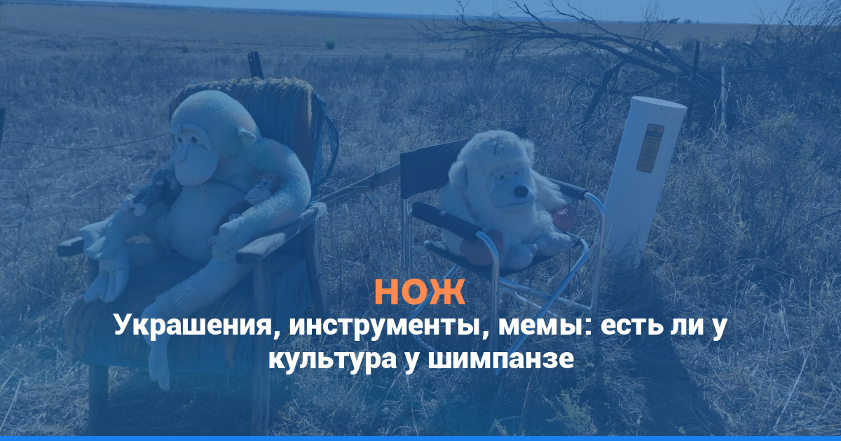 Мемы, игры и язык: о новом исследовании про культуру обезьян