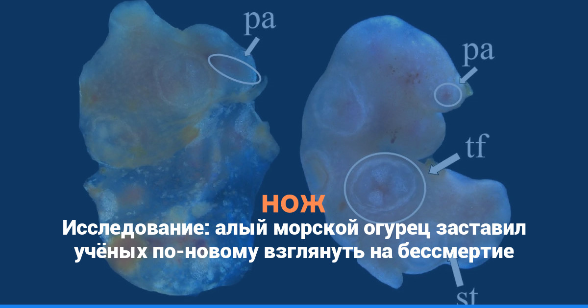 Исследование: алый морской огурец заставил учёных по-новому взглянуть на бессмертие