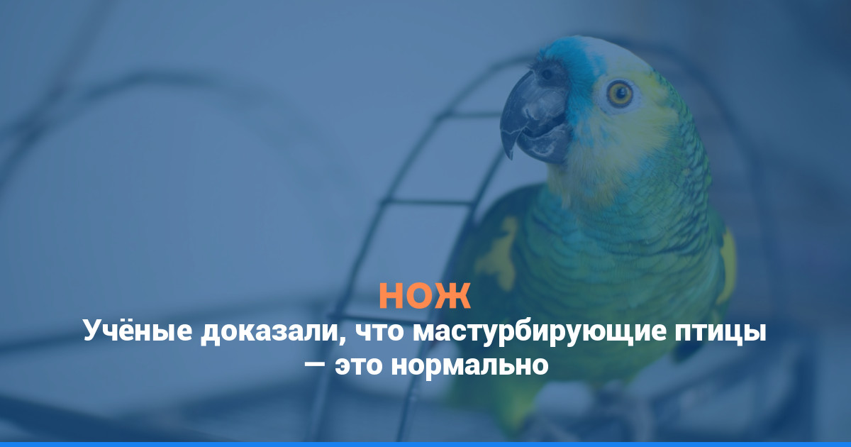 Учёные доказали, что мастурбирующие птицы — это нормально