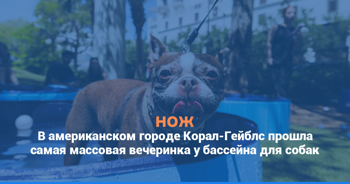 В американском городе Корал-Гейблс прошла самая массовая вечеринка у бассейна для собак