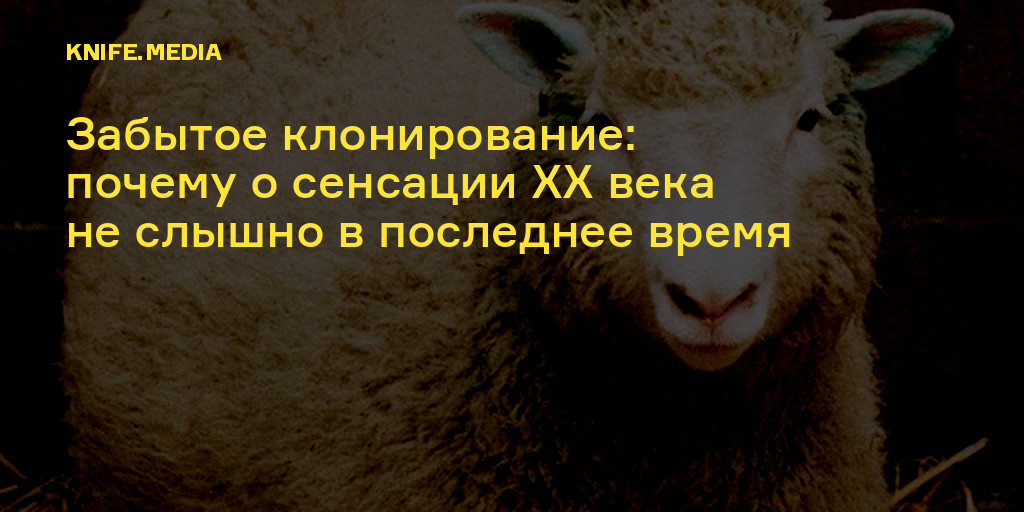 Этим способом появилась на свет овца. Почему нельзя клонировать людей. Сенсации XX века. Причины почему нельзя клонировать человека.