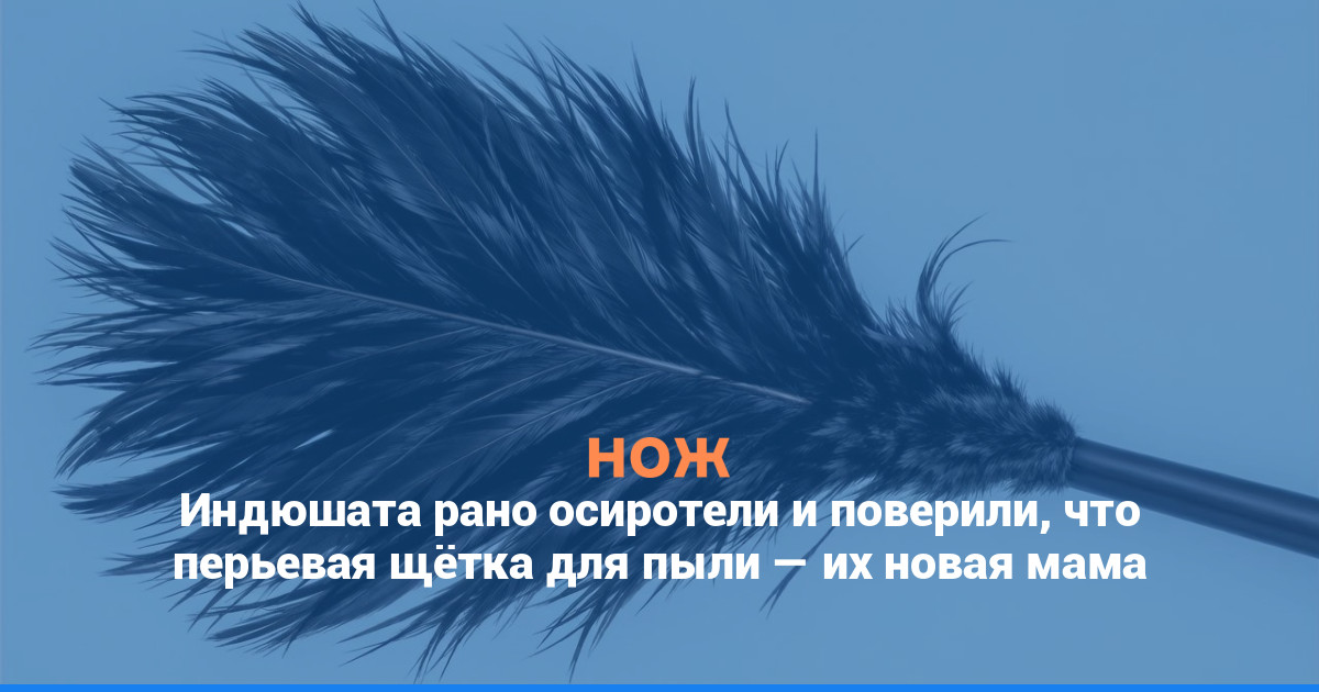 Индюшата рано осиротели и поверили, что перьевая щётка для пыли — их новая мама